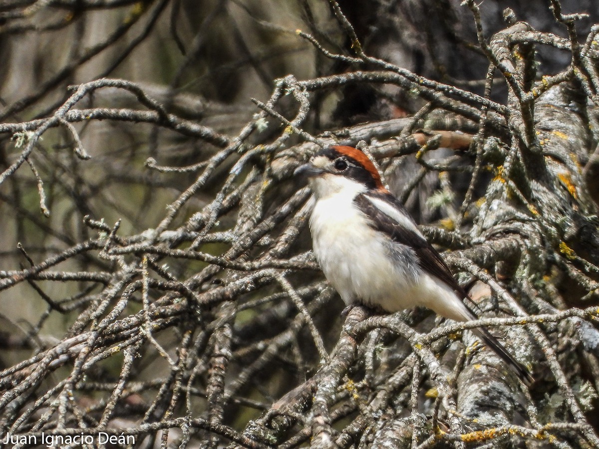 Woodchat Shrike - ML571895611