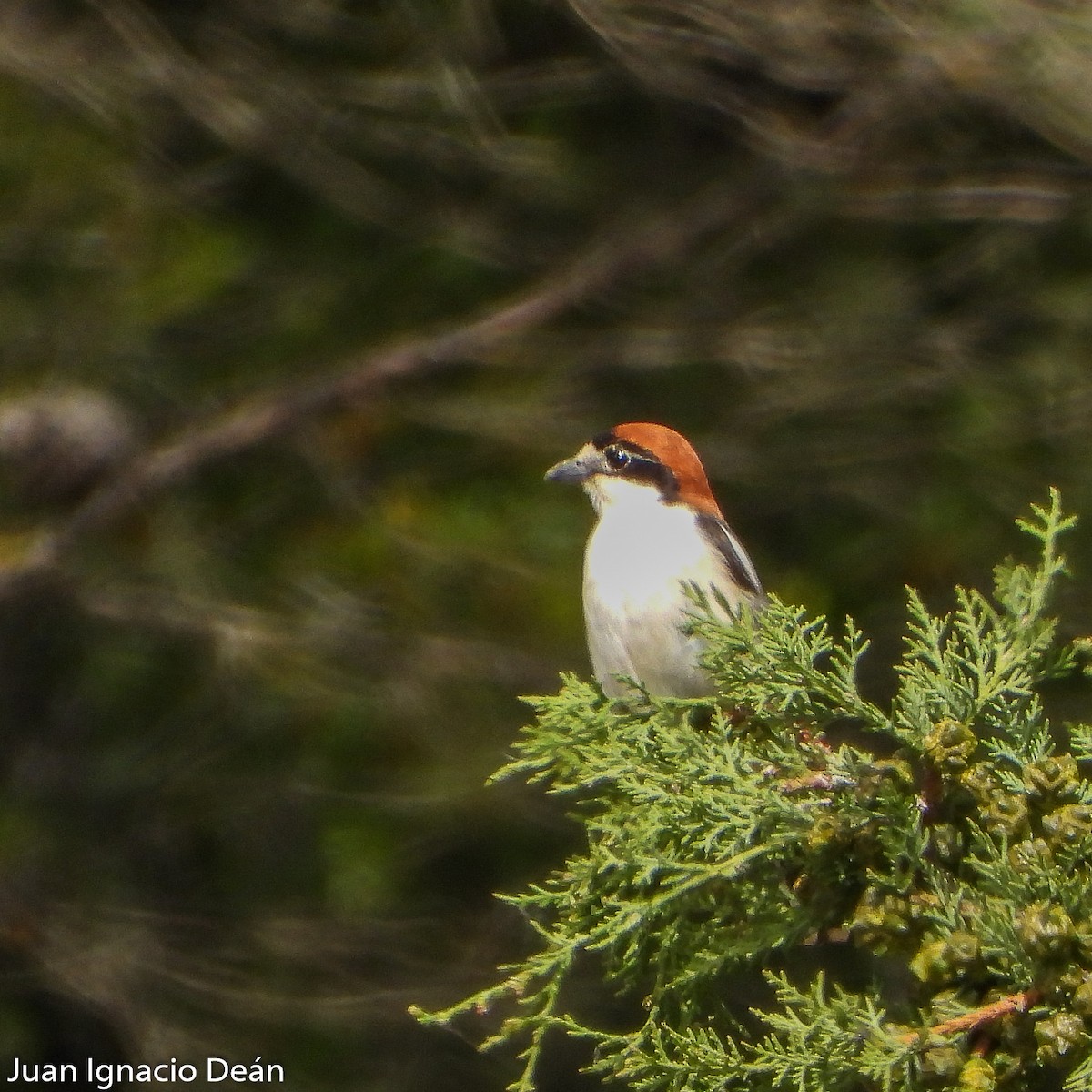 Woodchat Shrike - ML571895621