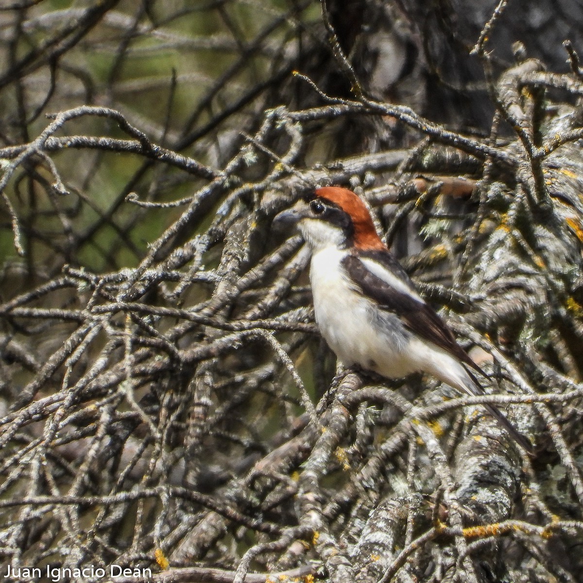 Woodchat Shrike - ML571895631