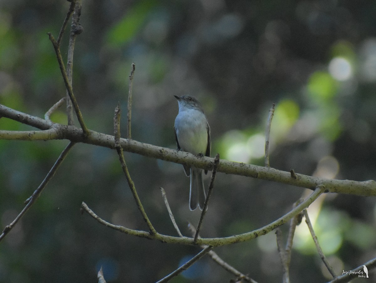 Gray-headed Elaenia - José Maria Paredes