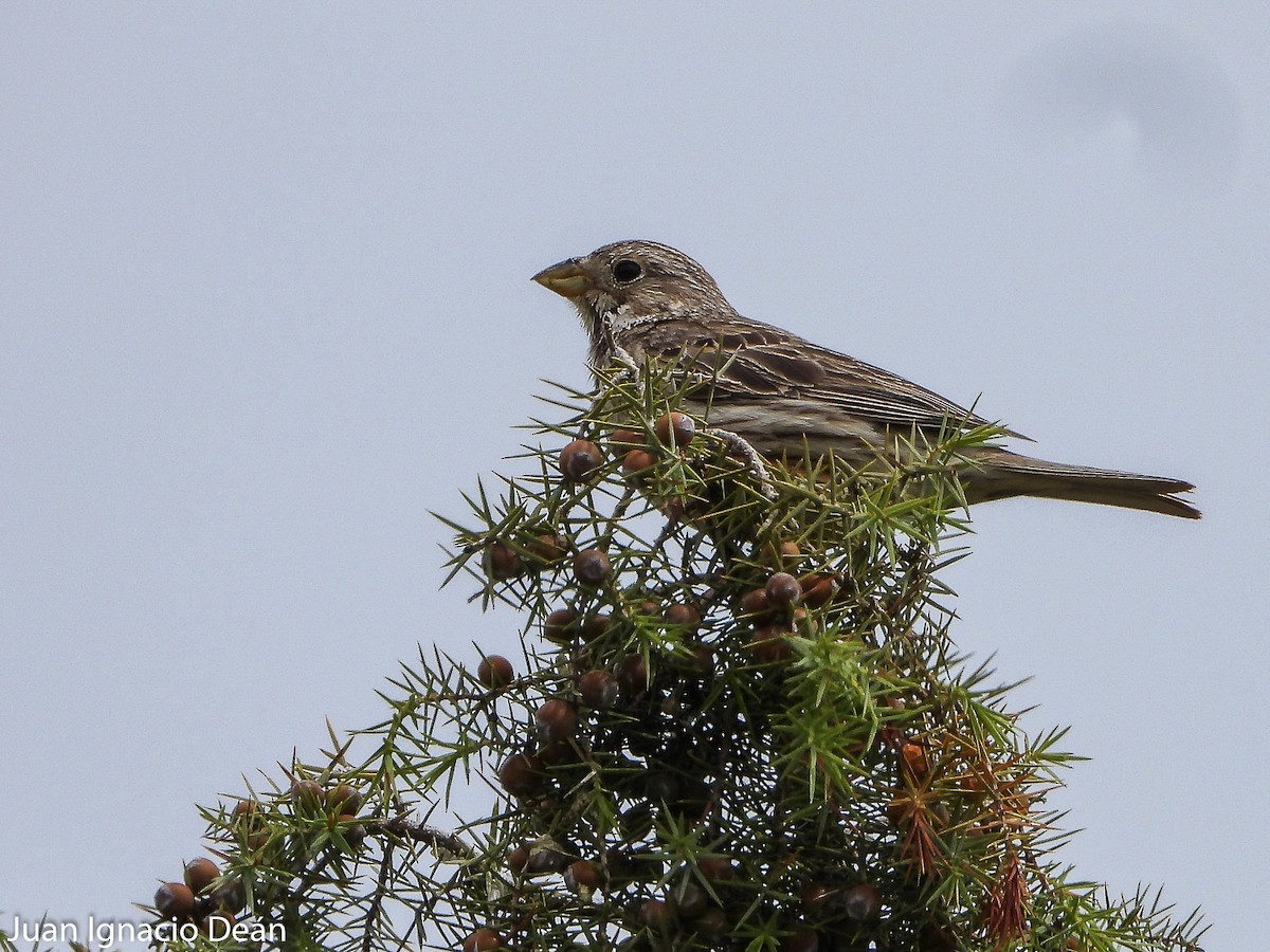 Corn Bunting - ML571896011