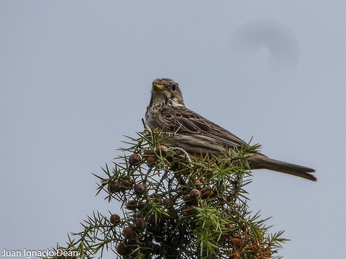 Corn Bunting - ML571896021