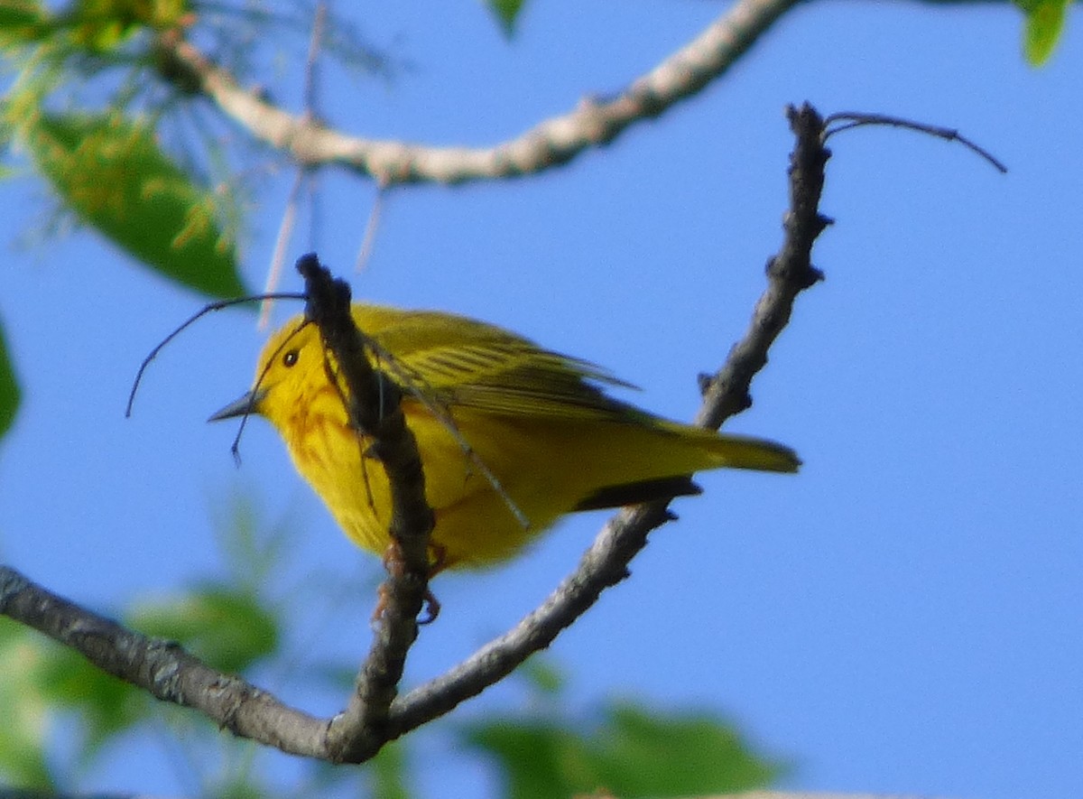 Yellow Warbler - ML57189691