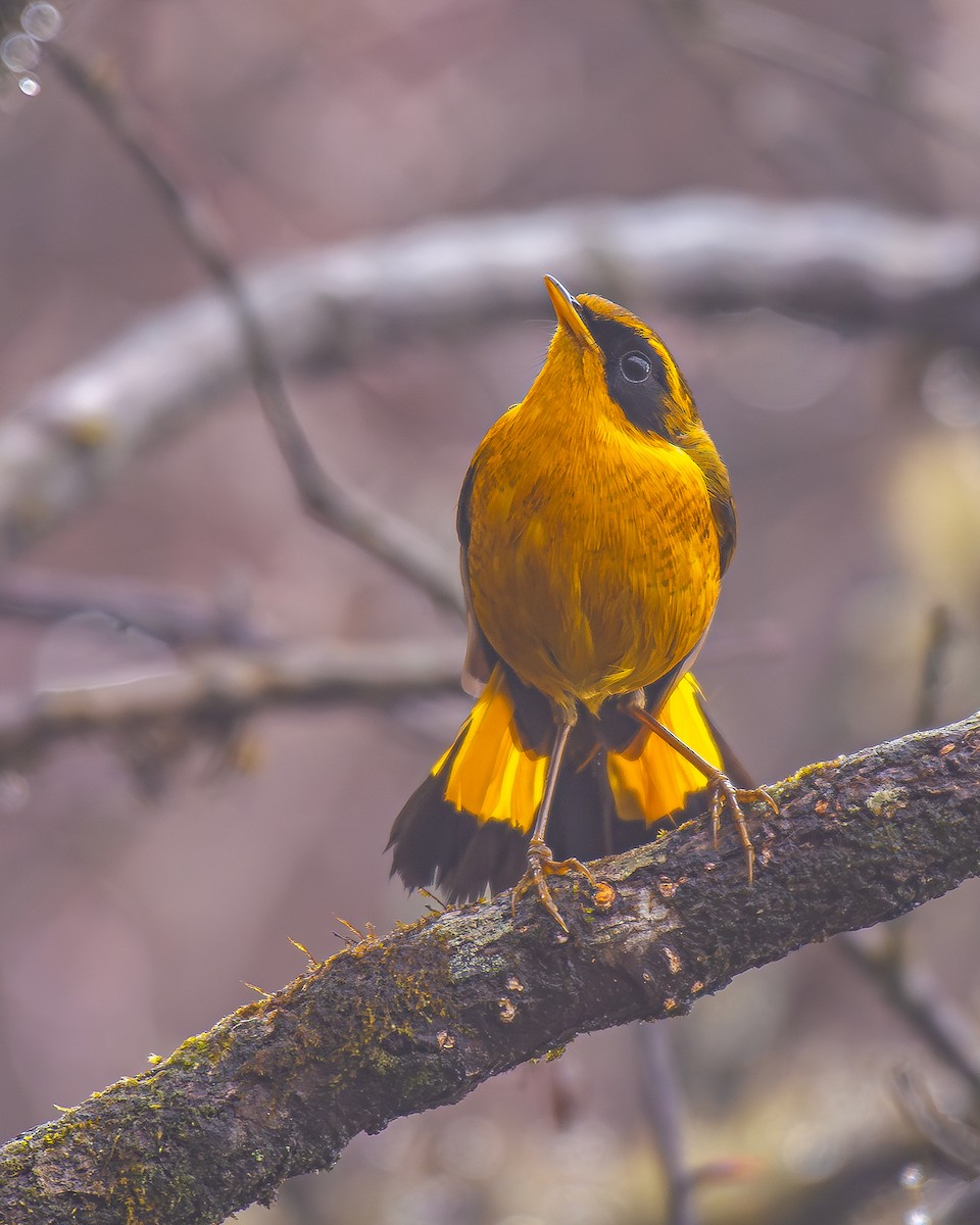 Golden Bush-Robin - ML571897391