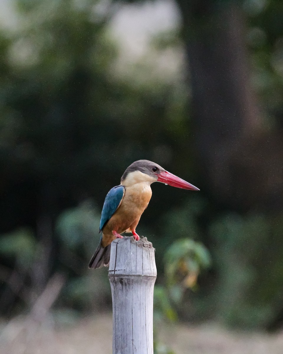 Stork-billed Kingfisher - ML571898141