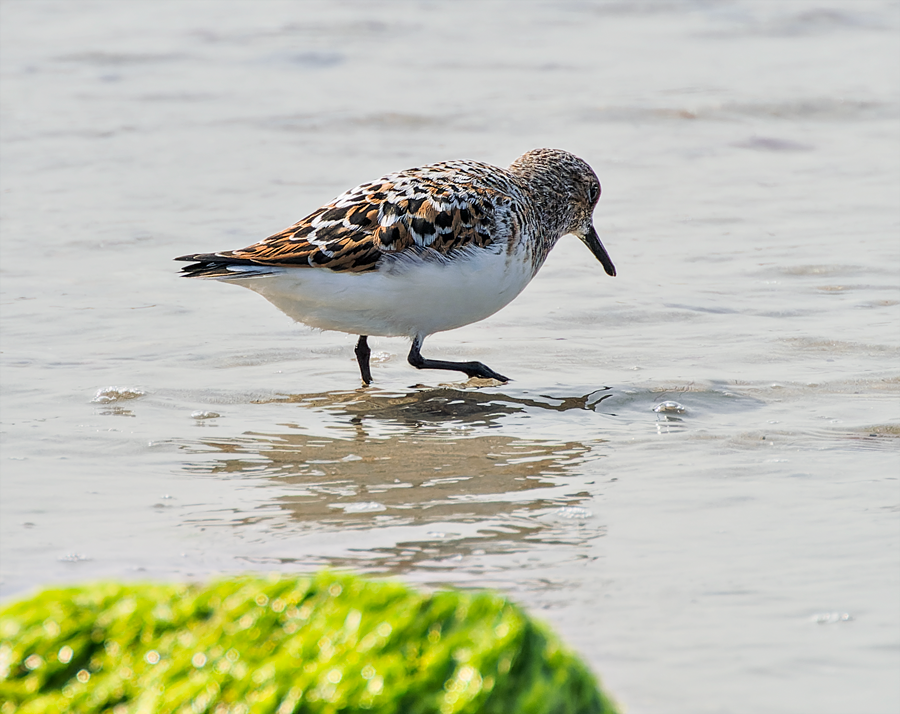 Sanderling - ML571898671