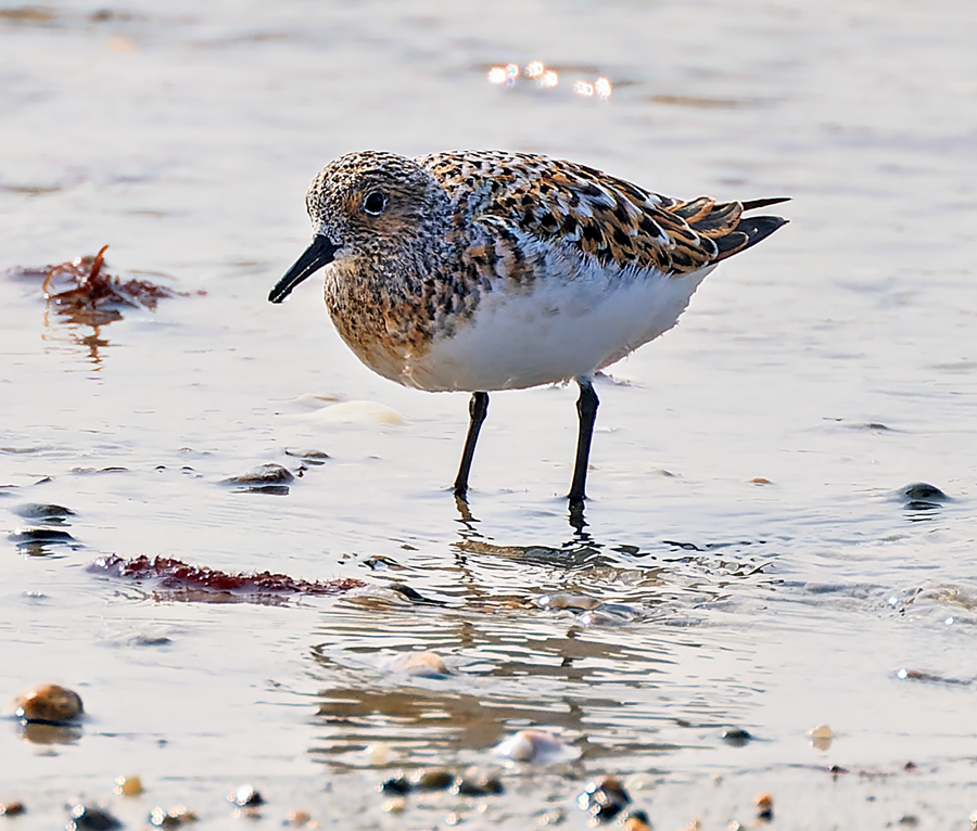 Sanderling - ML571898681