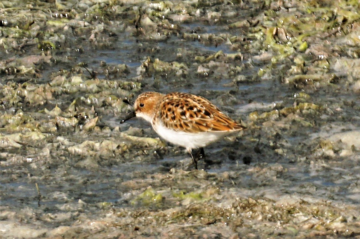 Little Stint - ML571899301