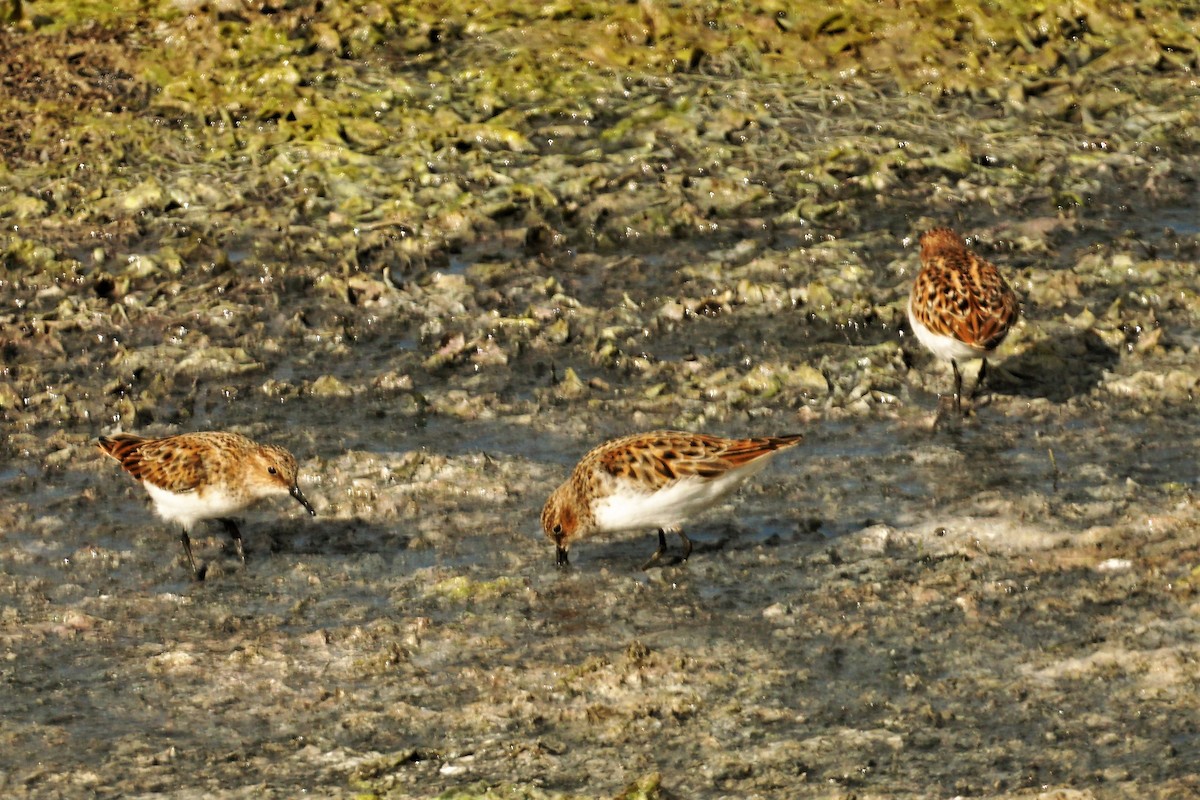 Little Stint - ML571899321