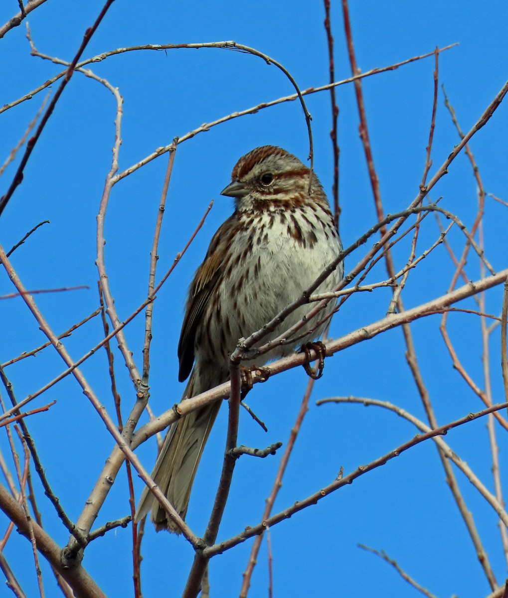 Song Sparrow - ML571899541