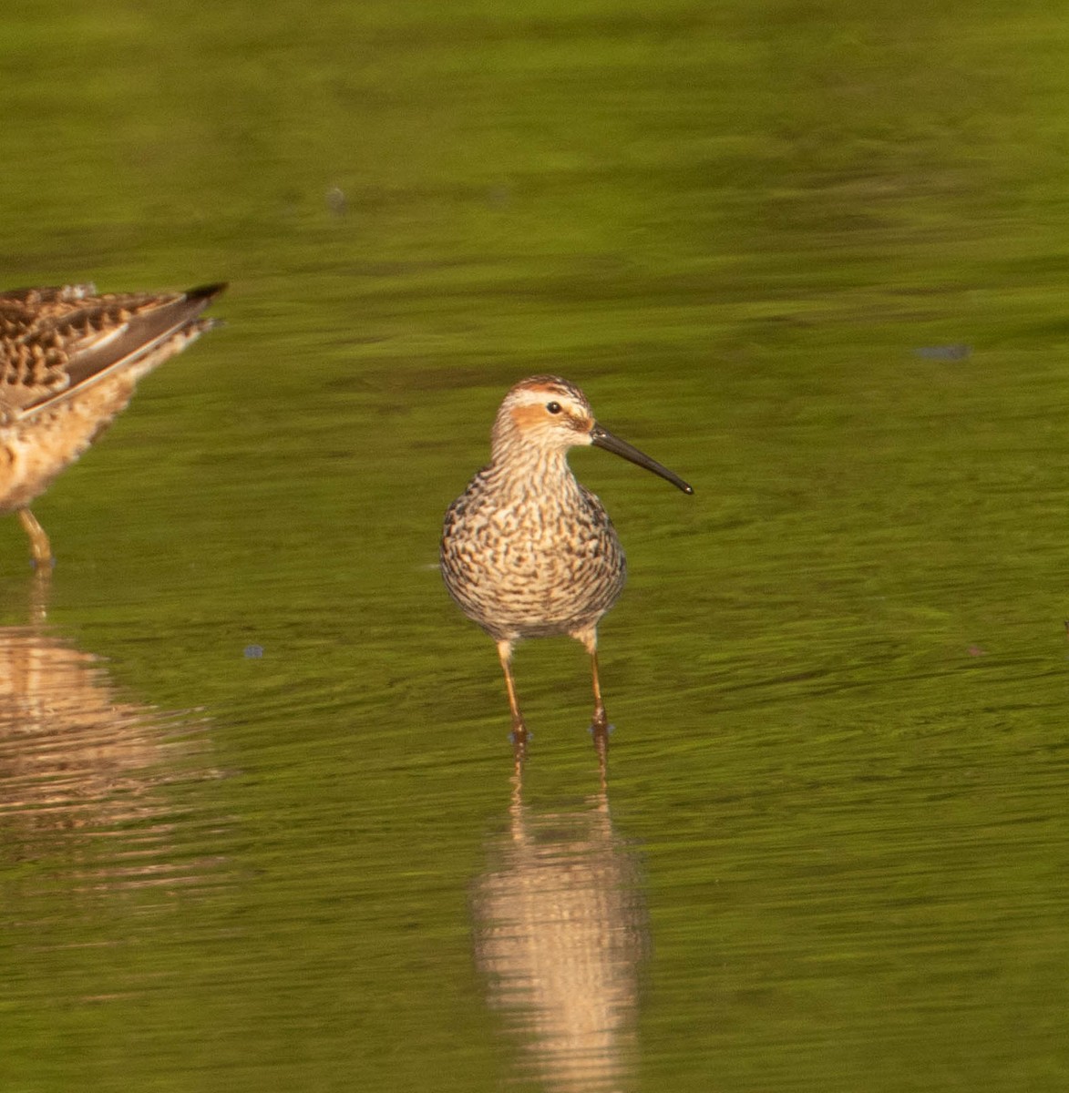 Stilt Sandpiper - ML571899701