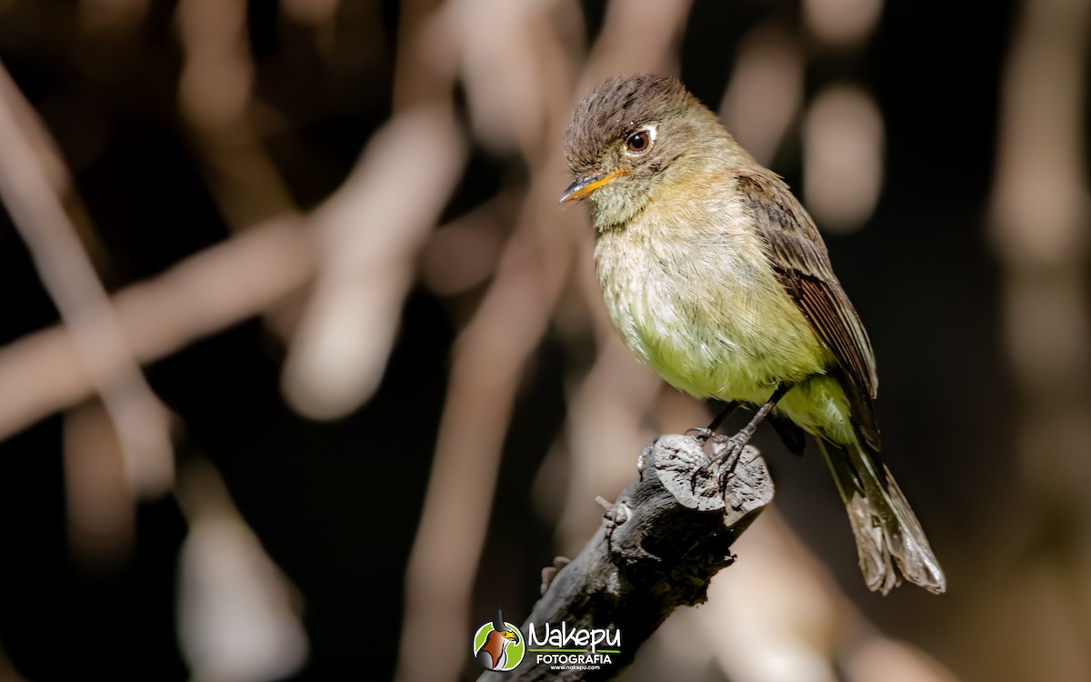 Black-capped Flycatcher - Alejandro Calderón Aguilar