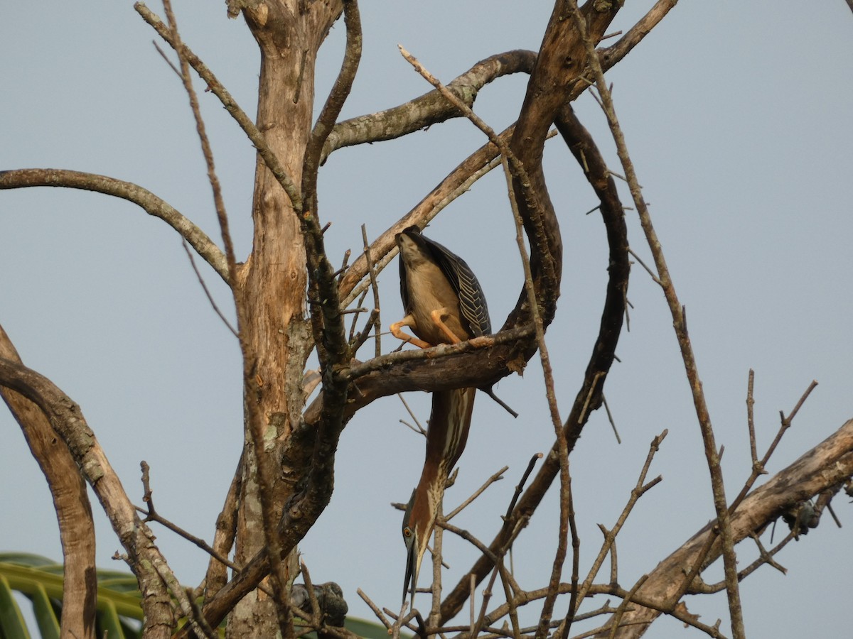 Green Heron - ML571899941