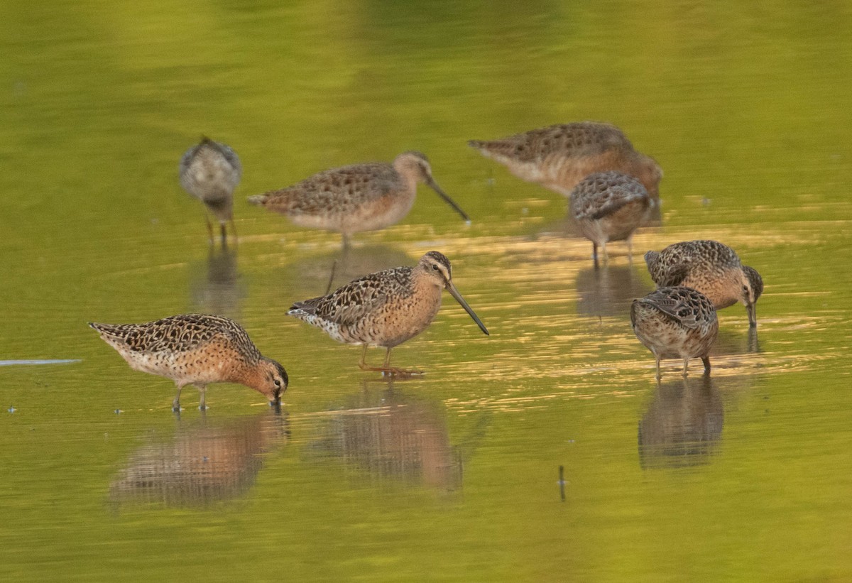 kortnebbekkasinsnipe - ML571900271