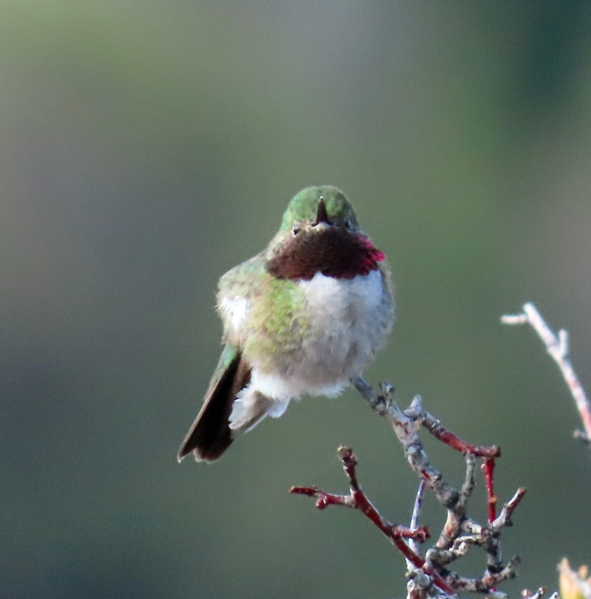 Broad-tailed Hummingbird - ML571900351