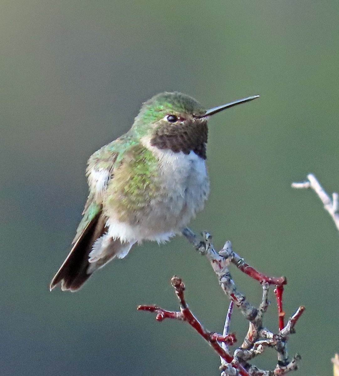 Broad-tailed Hummingbird - ML571900361