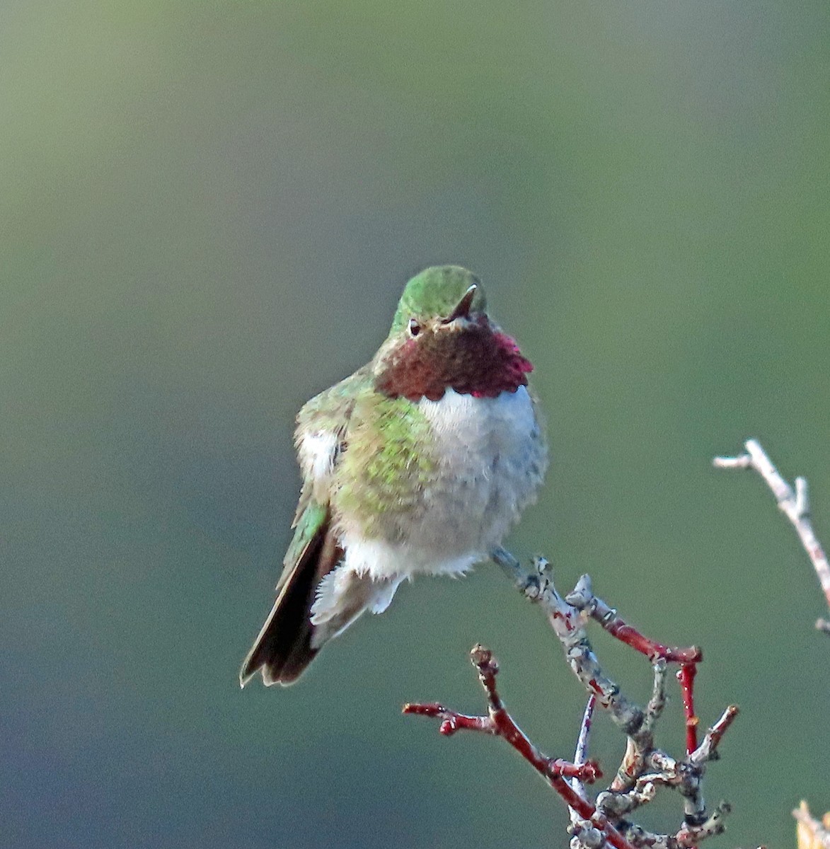 Broad-tailed Hummingbird - ML571900371