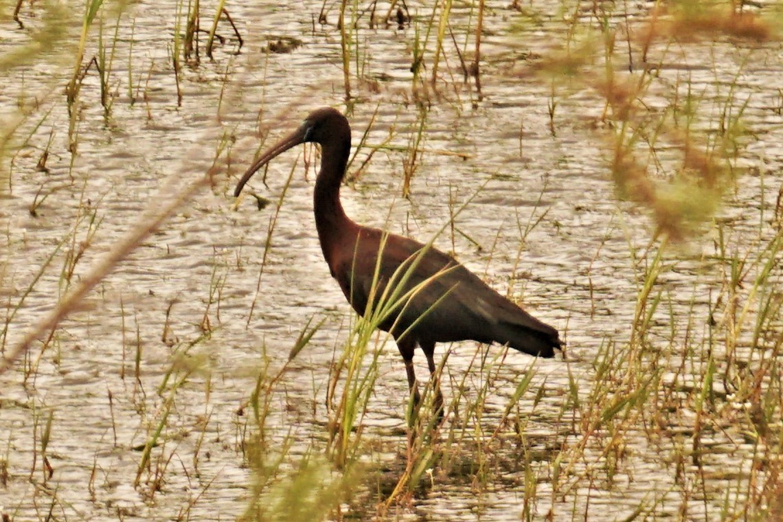 Glossy Ibis - ML571900811