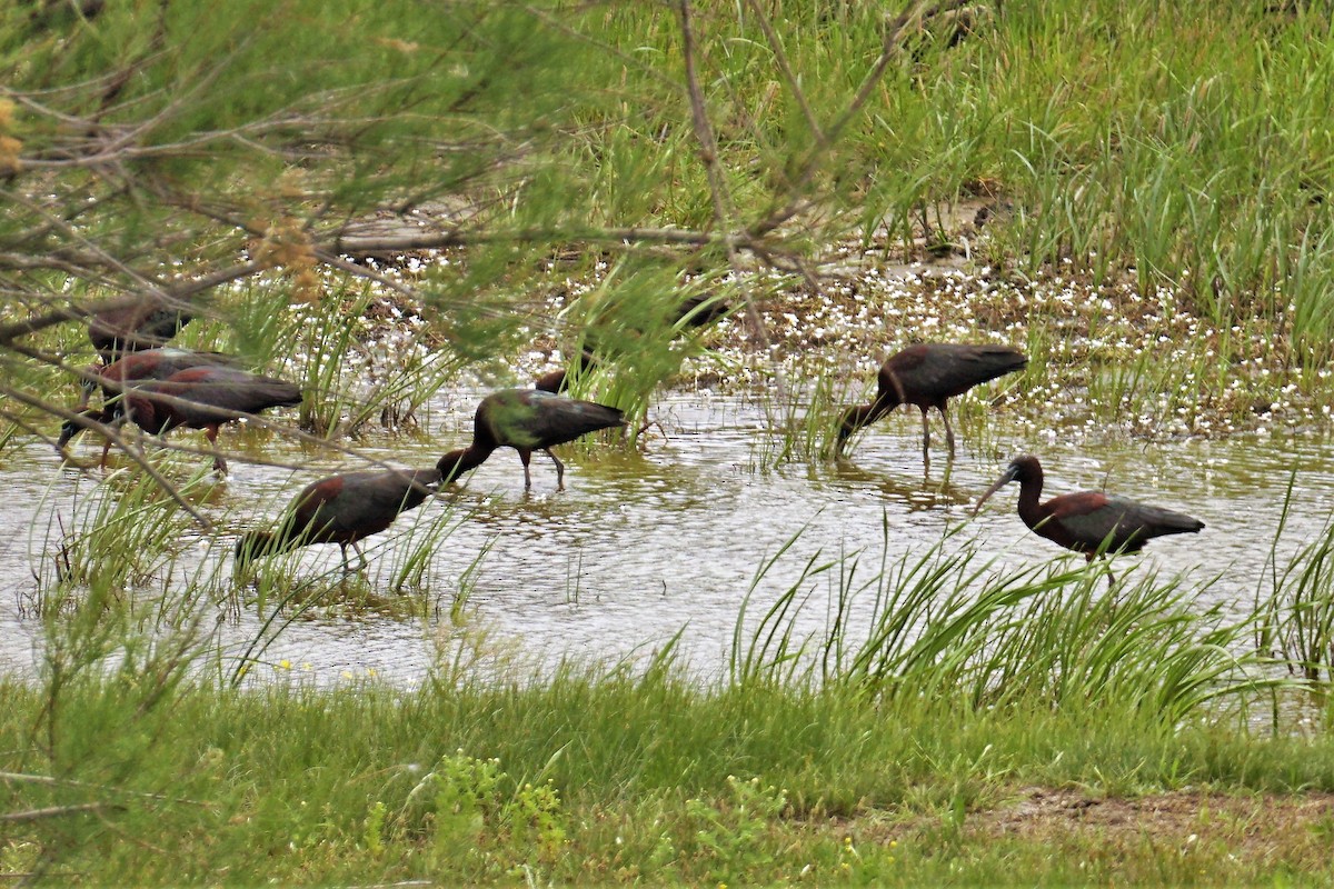 Glossy Ibis - ML571901401