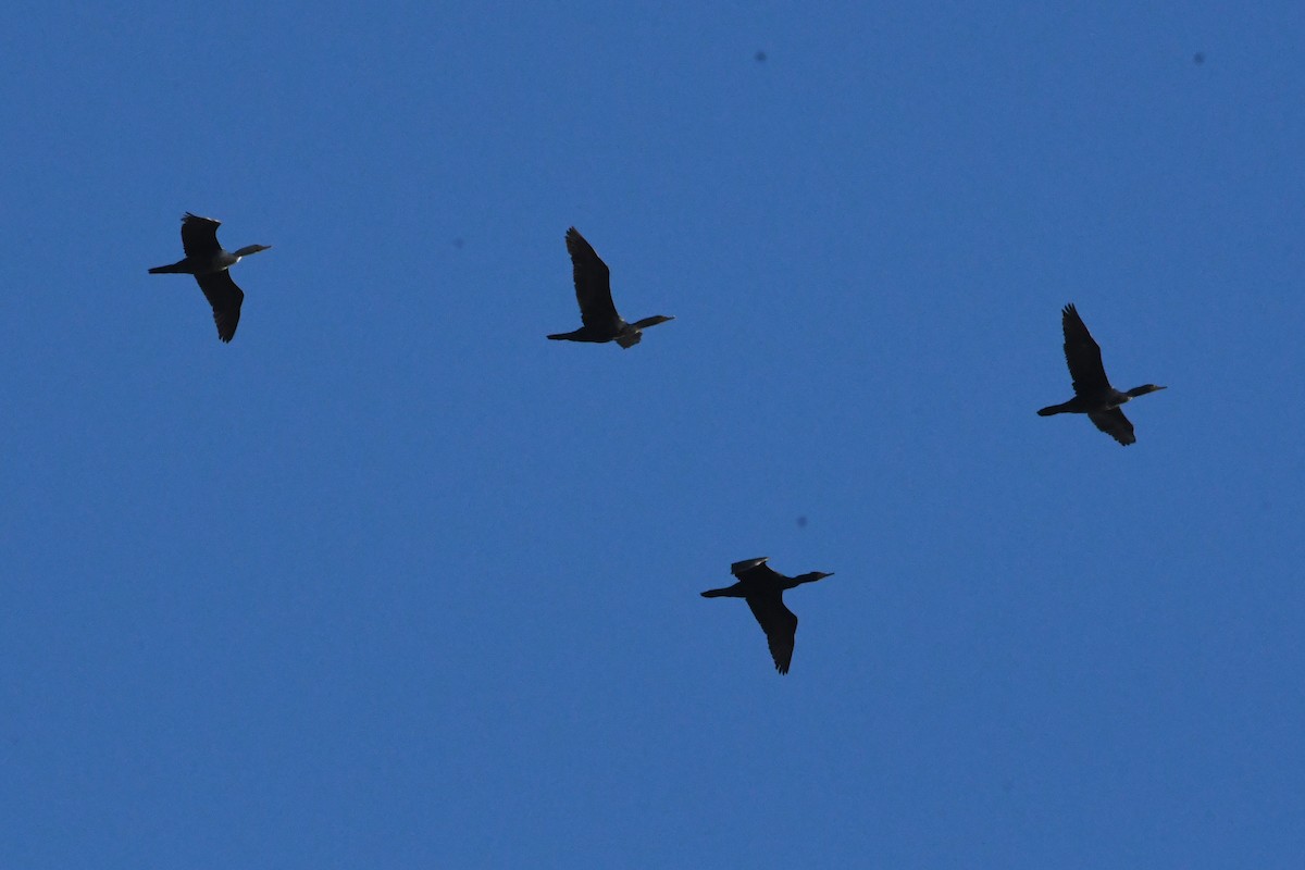 Double-crested Cormorant - ML571901971