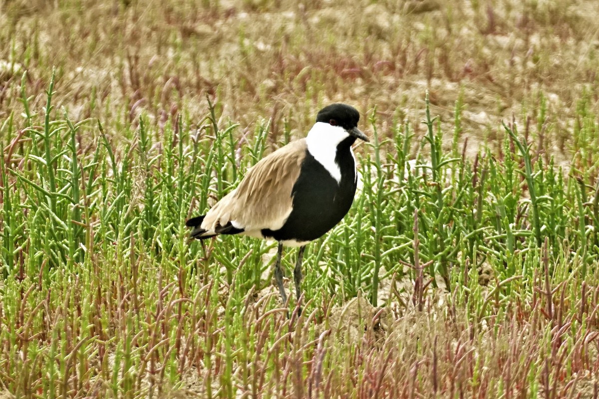 Spur-winged Lapwing - ML571902831