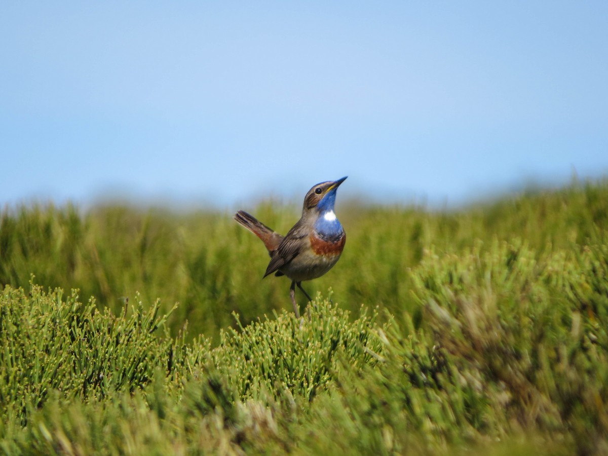 Bluethroat (Iberian) - ML571904141