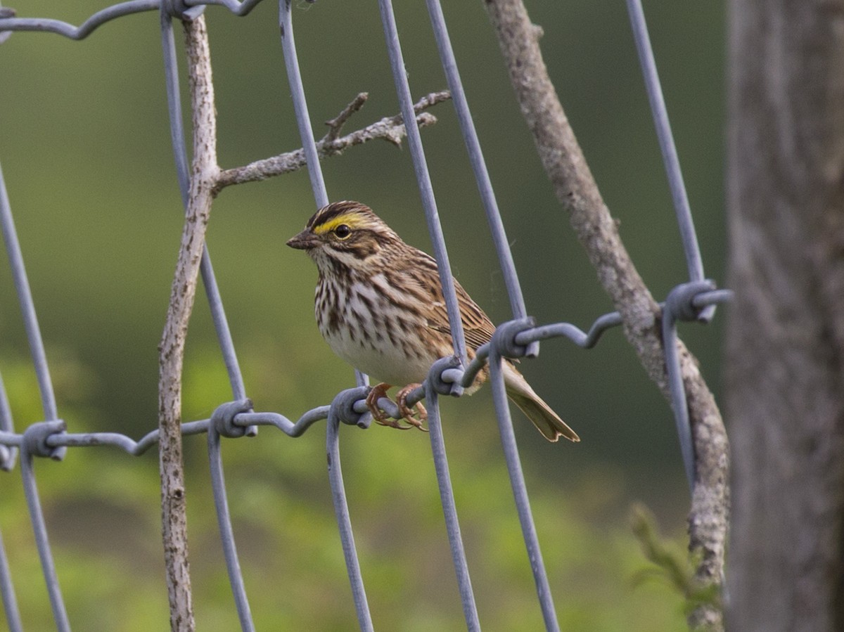 Savannah Sparrow - Michael Richardson