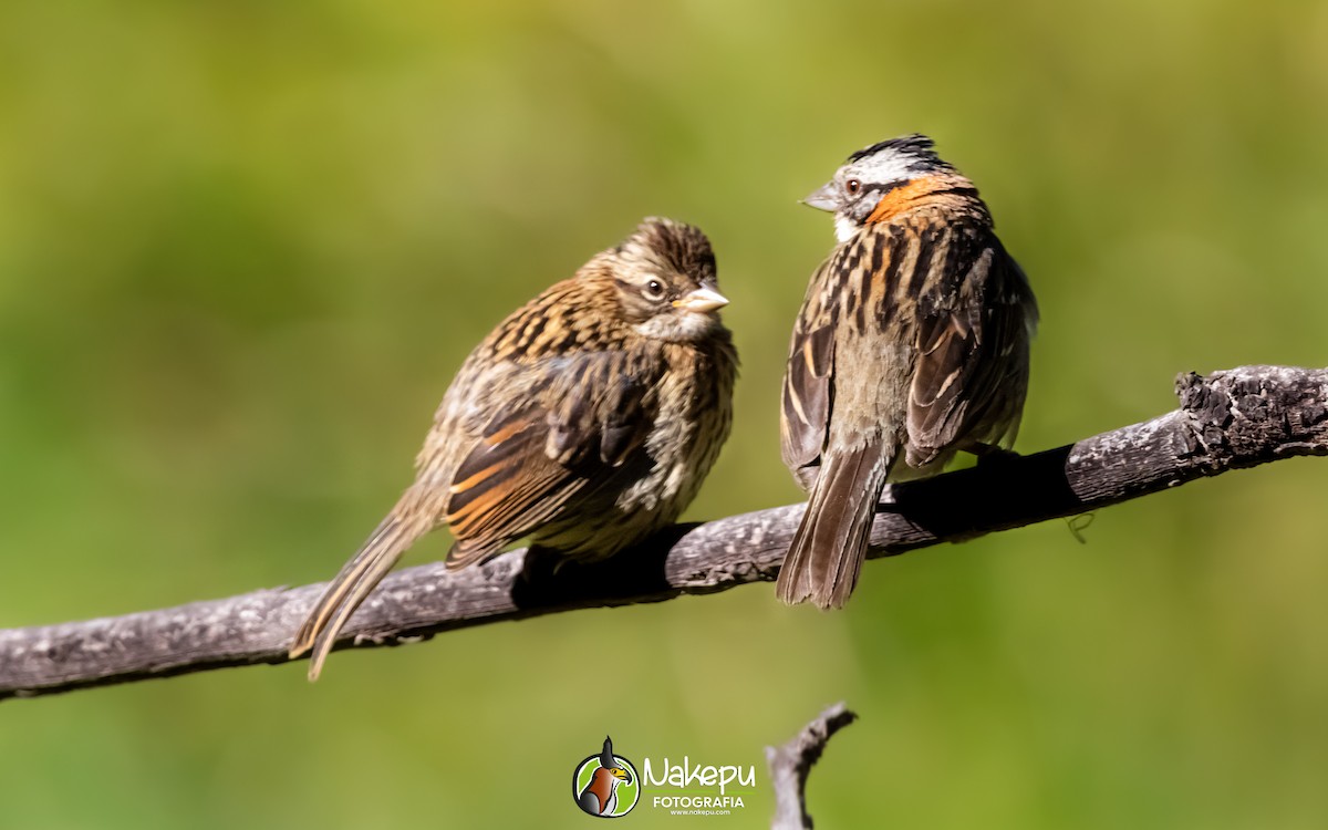 Rufous-collared Sparrow - Alejandro Calderón Aguilar