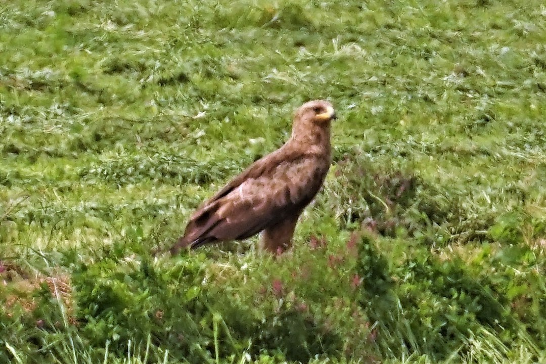 Lesser Spotted Eagle - ML571906371