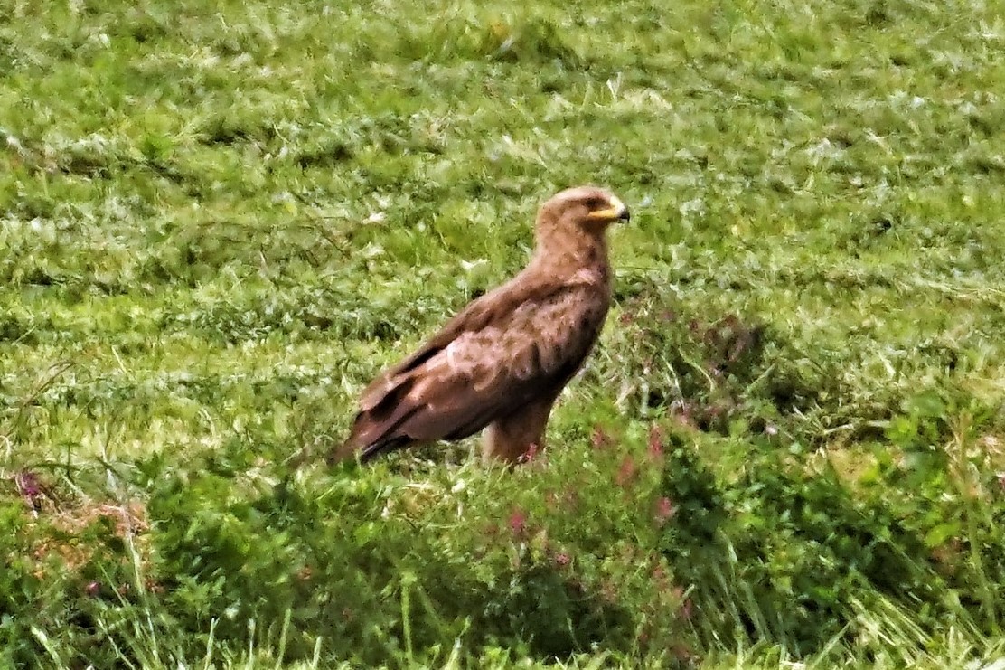 Lesser Spotted Eagle - ML571906381