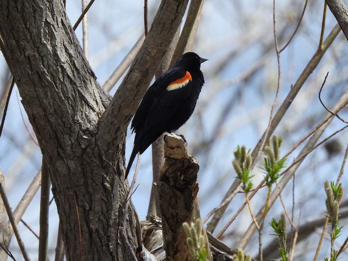 Red-winged Blackbird - ML571906941