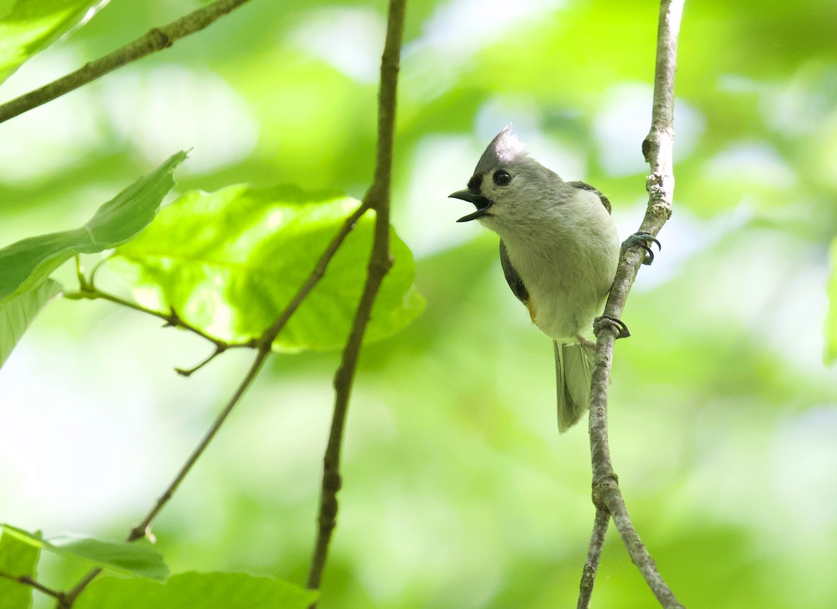 Tufted Titmouse - Robert Dorman