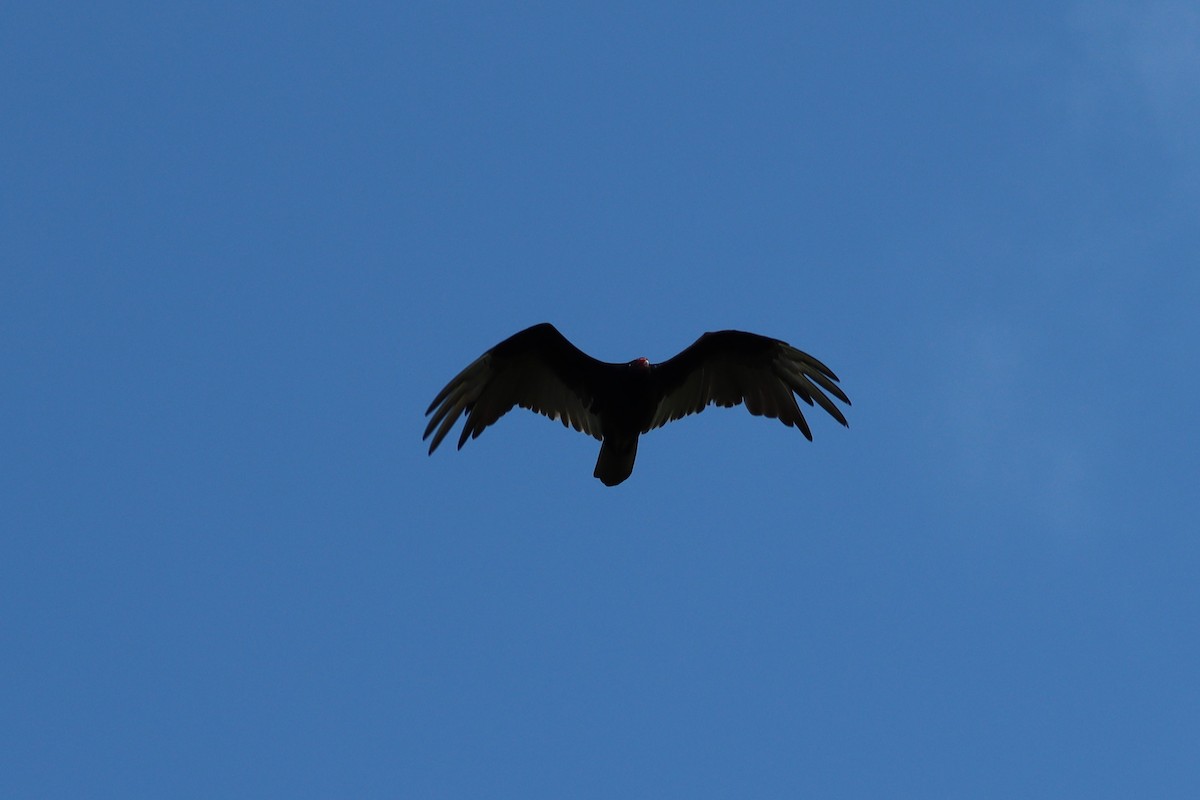 Turkey Vulture - ML571908231
