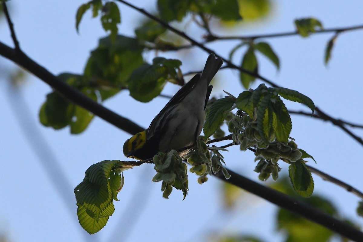 Black-throated Green Warbler - ML571908361