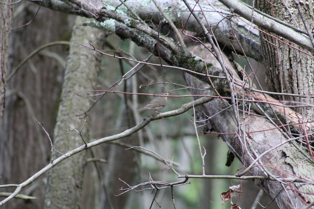 Swainson's Thrush - ML571908701