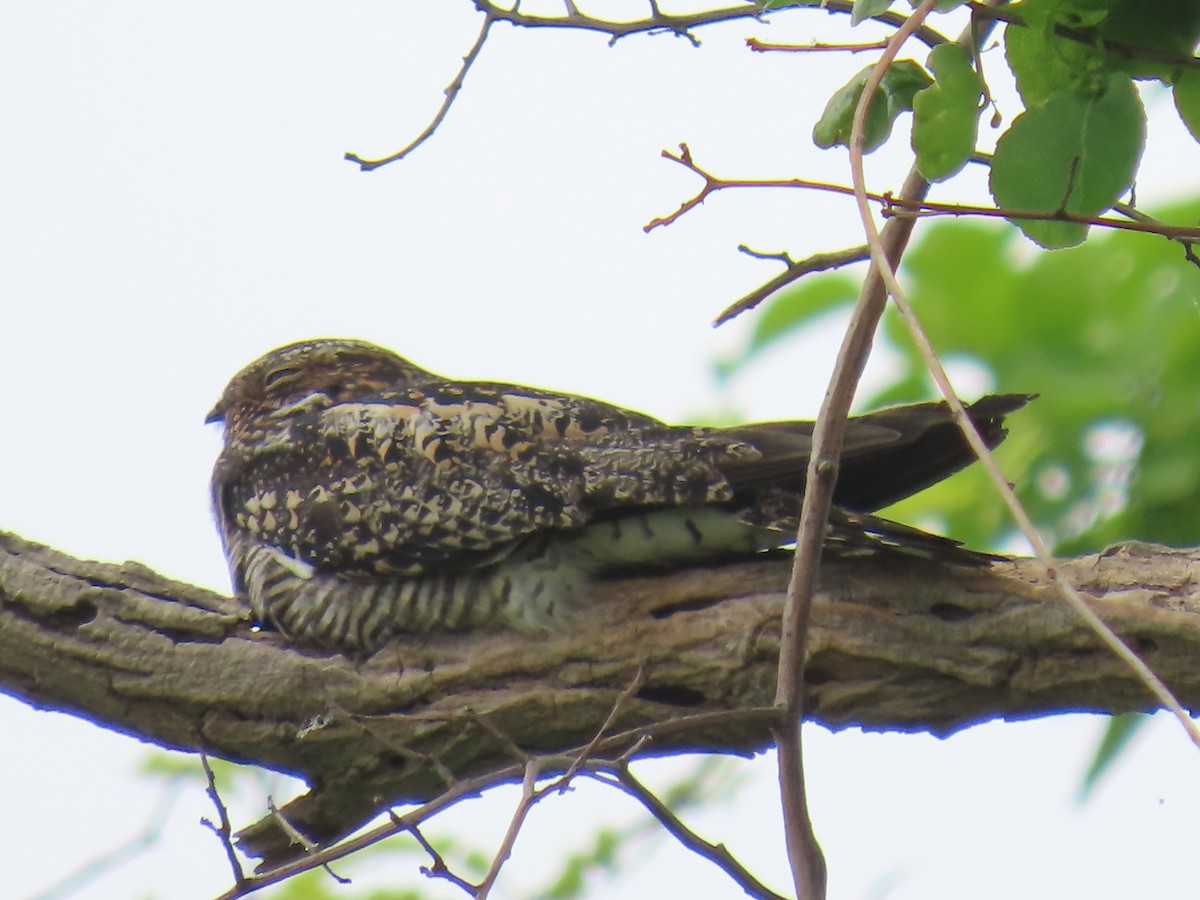 Common Nighthawk - ML571908711