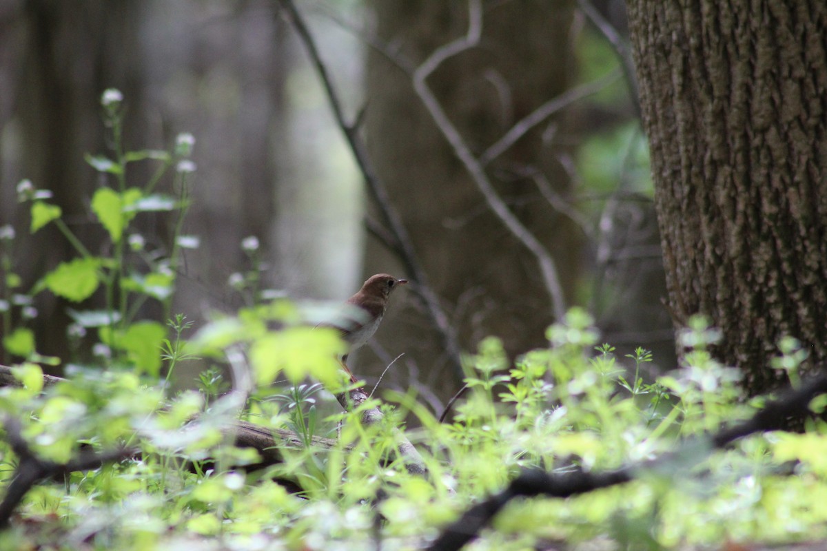 Veery - ML571908761