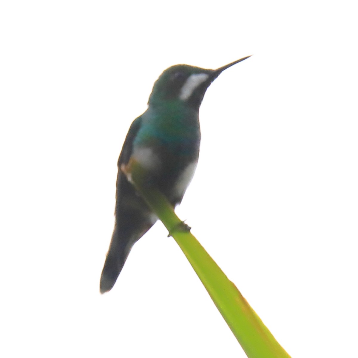 Green Thorntail - ML571908791