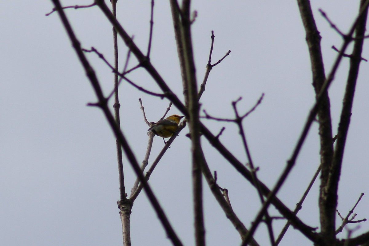 Blue-winged Warbler - ML571908991