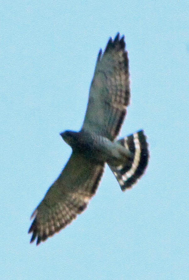 Broad-winged Hawk - ML571909321