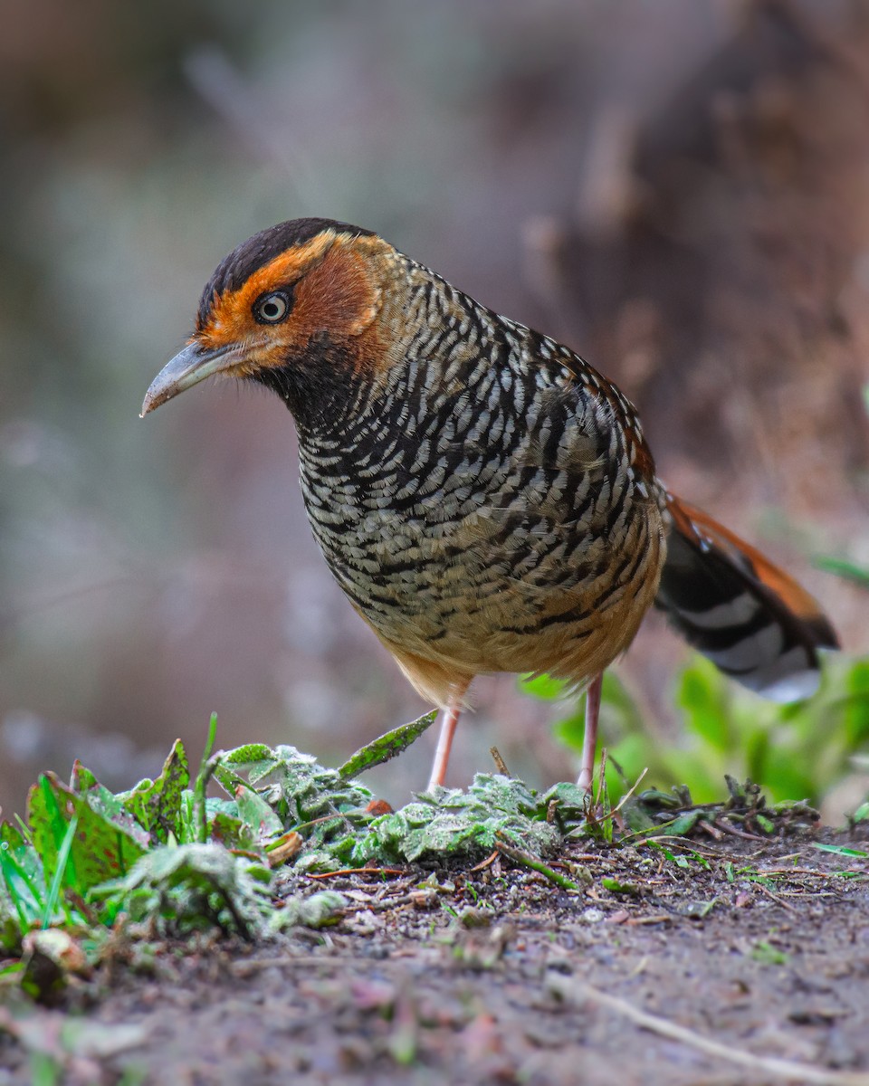 Spotted Laughingthrush - ML571909511