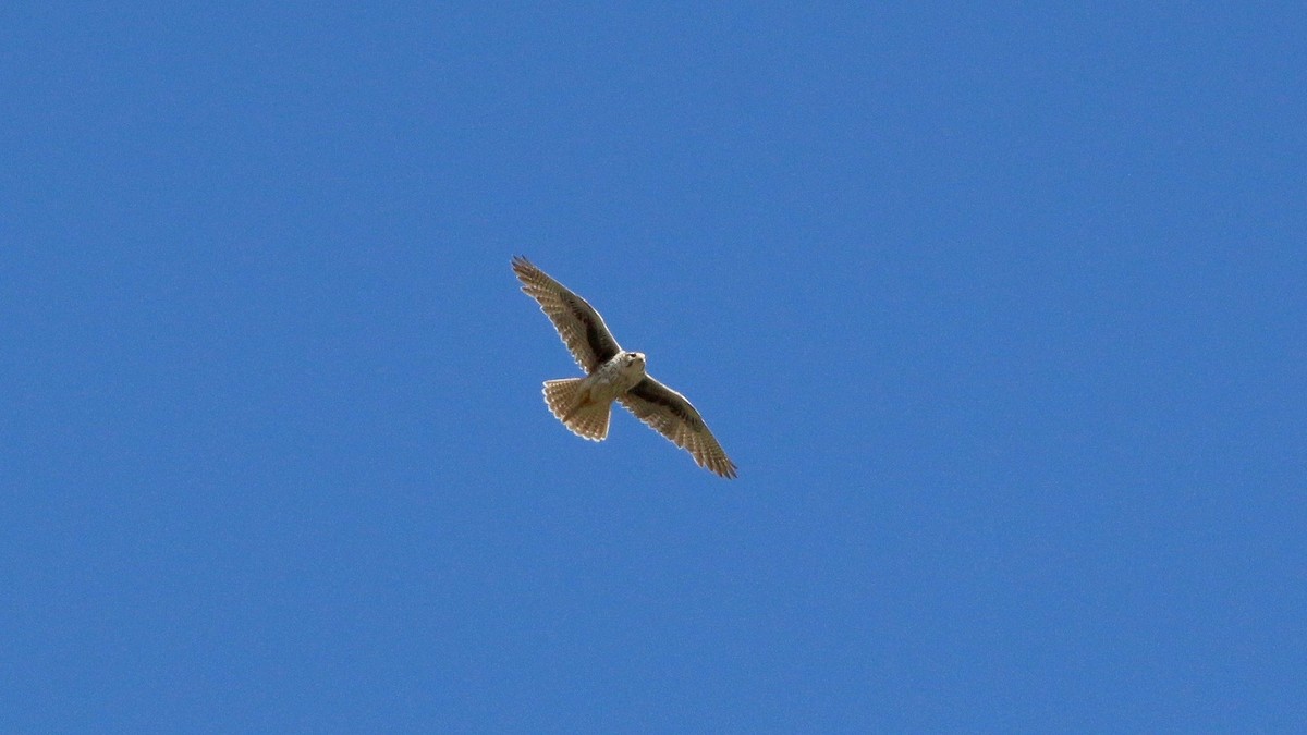 Prairie Falcon - Brian Rusnica