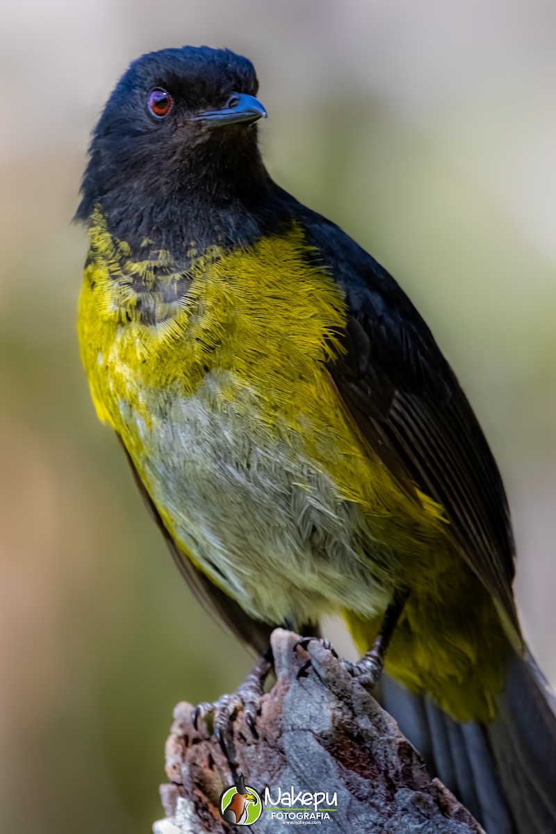 Black-and-yellow Silky-flycatcher - Alejandro Calderón Aguilar