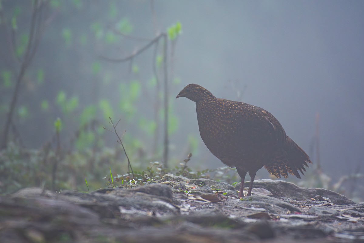 Satyr Tragopan - ML571910191