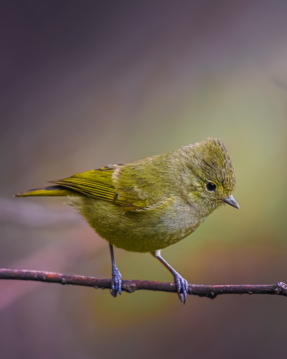 Yellow-browed Tit - ML571910791