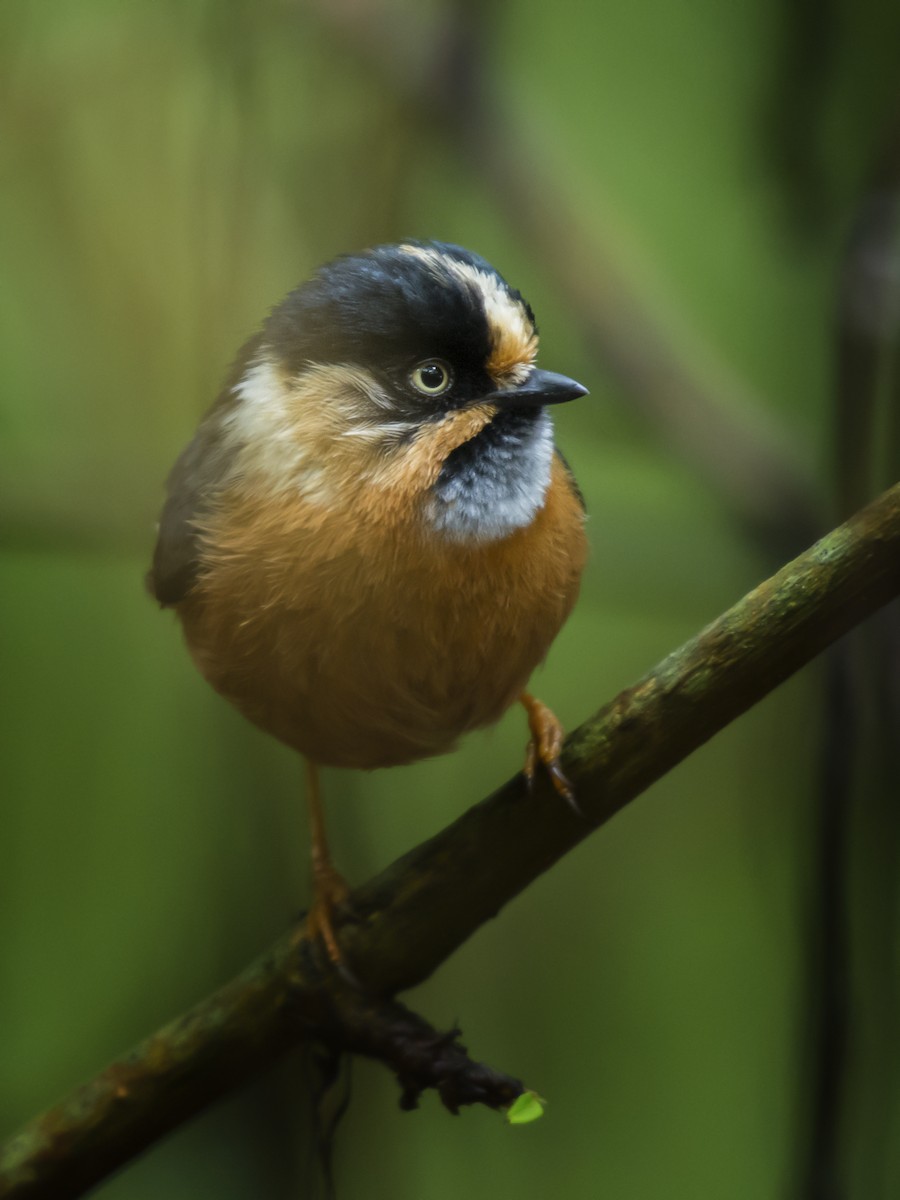 Black-browed Tit - Mainak Das