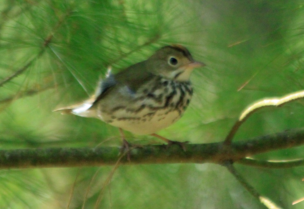 Ovenbird - ML571912271