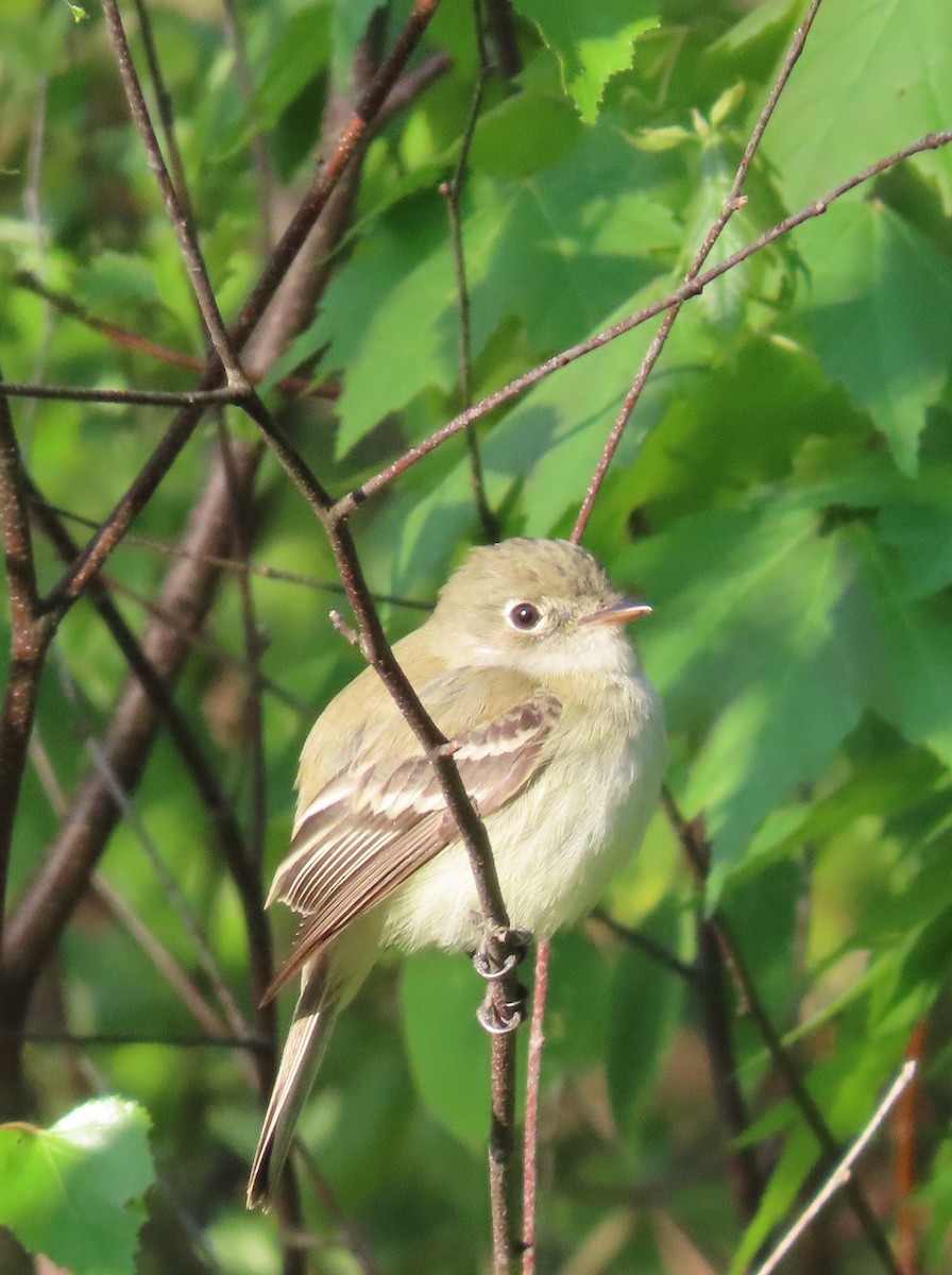 Least Flycatcher - Pamela Hunt