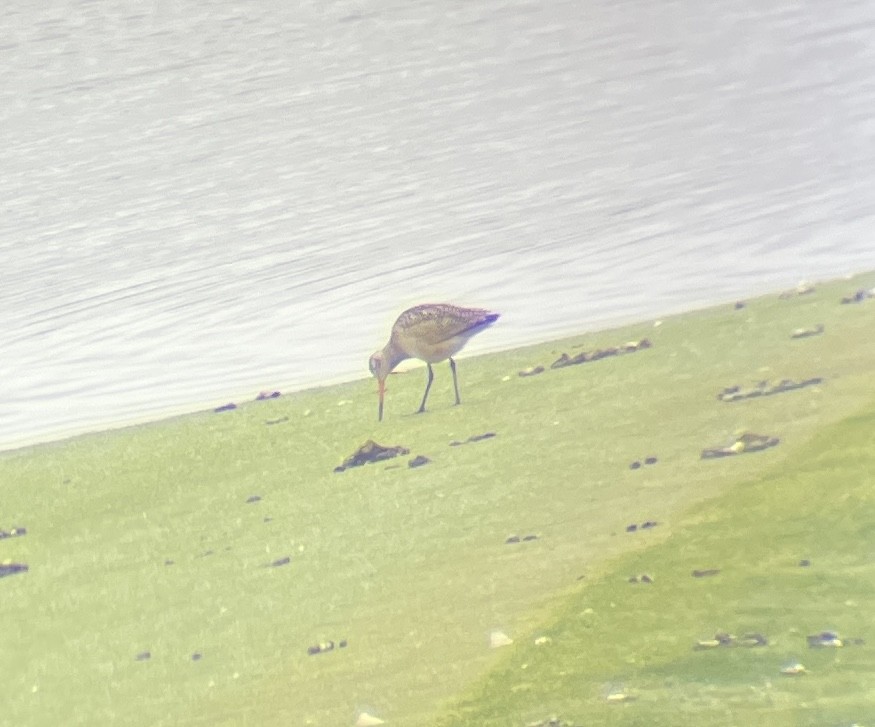 Marbled Godwit - ML571912731