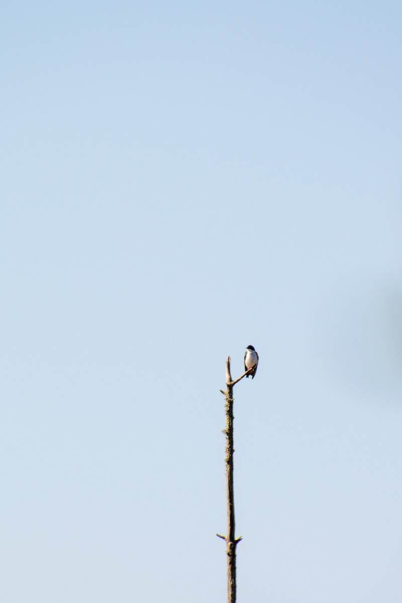 Tree Swallow - ML571913511